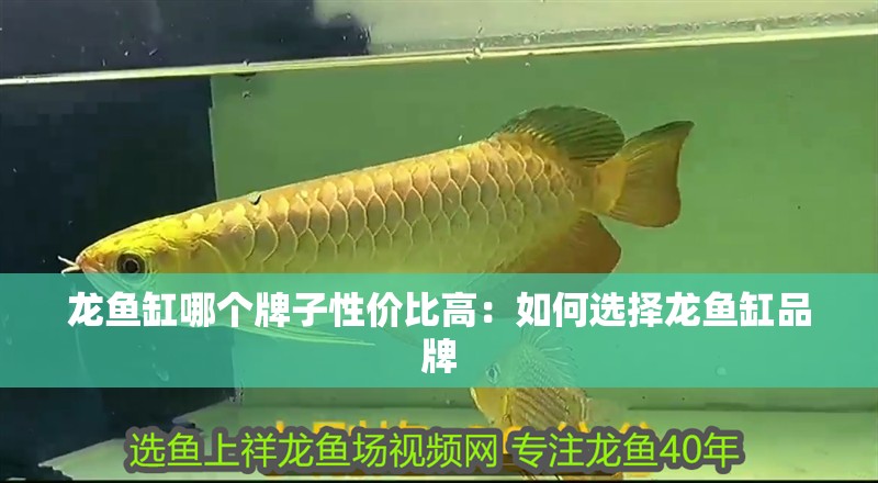 龍魚缸哪個(gè)牌子性價(jià)比高：如何選擇龍魚缸品牌