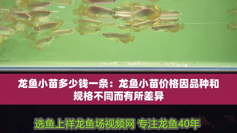 龍魚小苗多少錢一條:龍魚小苗價格因品種和規格不同而有所差異