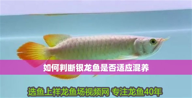 如何判斷銀龍魚是否適應混養