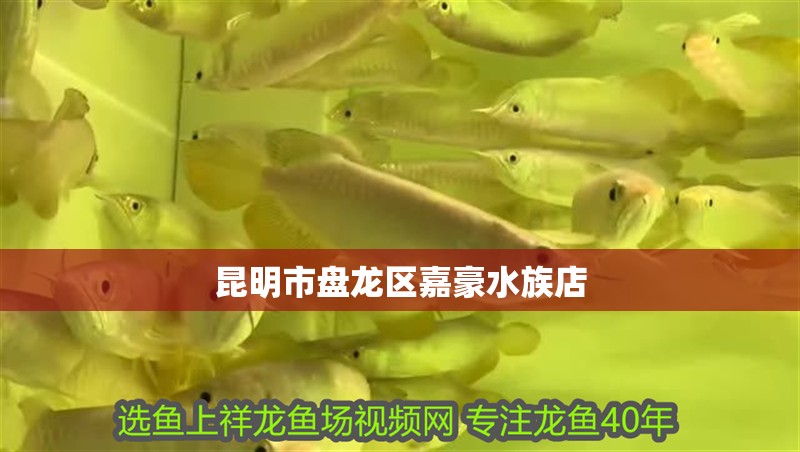 鸚鵡魚和銀龍魚混養怎樣喂食 昆明市盤龍區嘉豪水族店 全國水族館企業名錄 昆明市盤龍區嘉豪水族店 昆明市盤龍區嘉豪水族店 全國水族館企業名錄