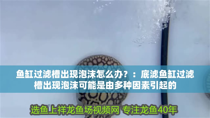 魚缸過濾槽出現泡沫怎么辦？：底濾魚缸過濾槽出現泡沫可能是由多種因素引起的