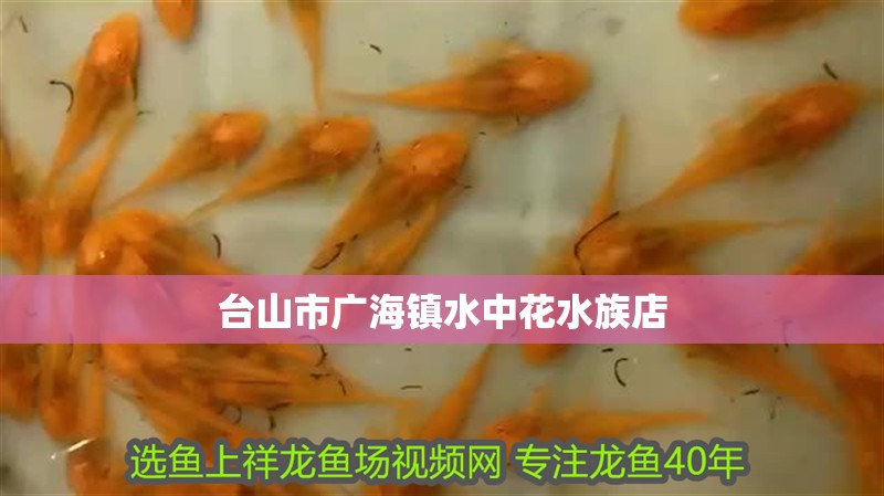 臺山市廣海鎮水中花水族店