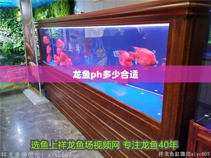 龍魚ph多少合適