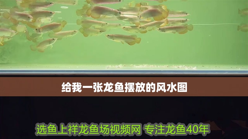 給我一張龍魚擺放的風水圖
