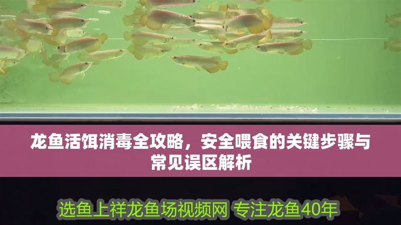 龍魚活餌消毒全攻略，安全喂食的關鍵步驟與常見誤區(qū)解析