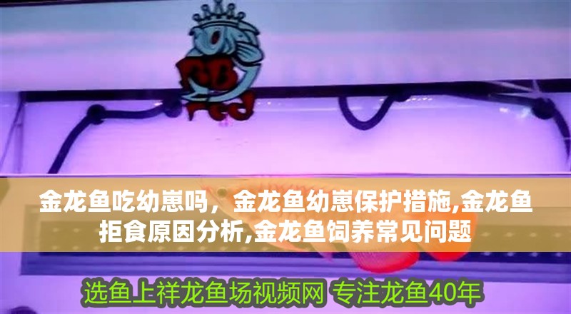 金龍魚吃幼崽嗎，金龍魚幼崽保護措施,金龍魚拒食原因分析,金龍魚飼養常見問題