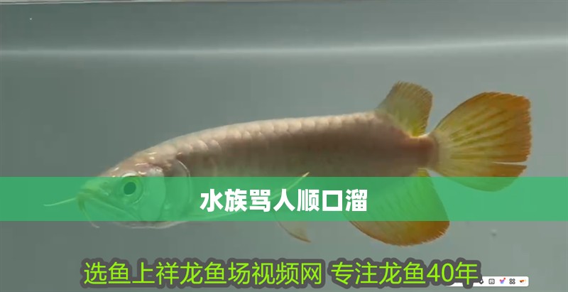 我的虎魚真菌感染了要怎么處理 水族罵人順口溜 龍魚論壇 水族罵人順口溜 水族罵人順口溜 龍魚論壇