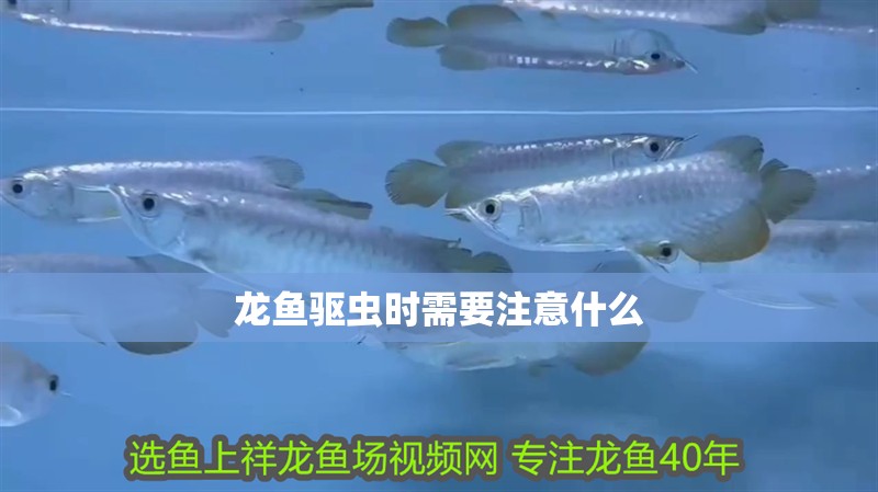 龍魚驅蟲時需要注意什么