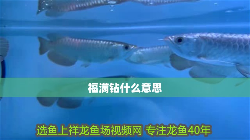 福滿鉆什么意思