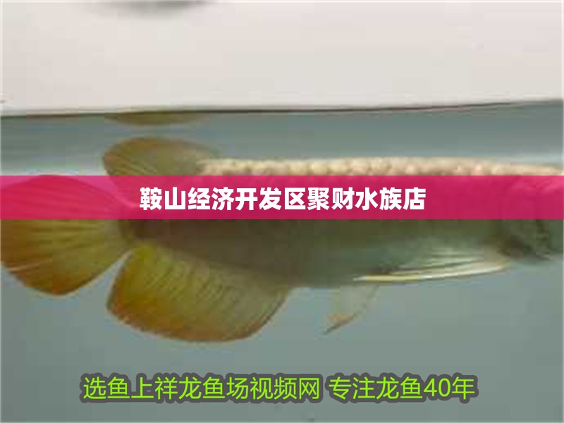 鞍山經濟開發(fā)區(qū)聚財水族店