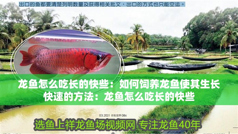 龍魚怎么吃長的快些：如何飼養龍魚使其生長快速的方法：龍魚怎么吃長的快些