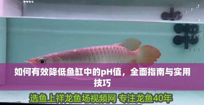 如何有效降低魚缸中的pH值，全面指南與實用技巧 如何有效降低魚缸中的pH值，全面指南與實用技巧 龍魚百科 第1張