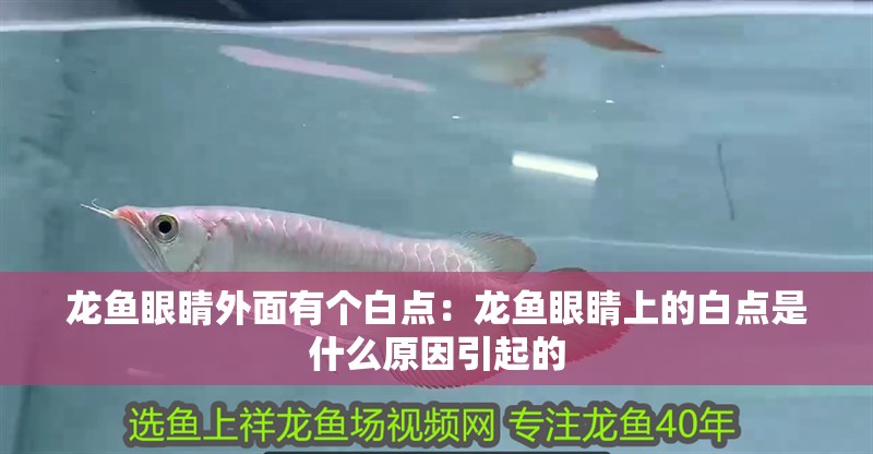 龍魚眼睛外面有個白點：龍魚眼睛上的白點是什么原因引起的