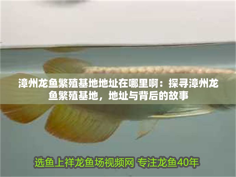 漳州龍魚繁殖基地地址在哪里?。禾綄ふ闹蔟堲~繁殖基地，地址與背后的故事