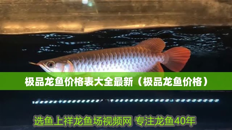 極品龍魚價格表大全最新（極品龍魚價格）