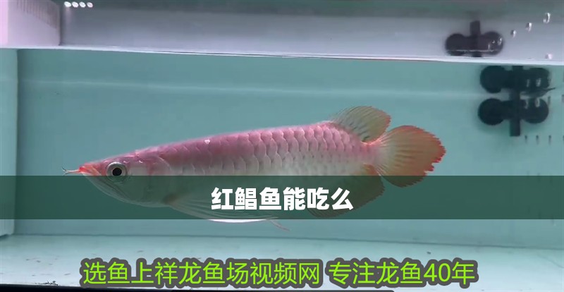 紅鯧魚能吃么 紅鯧魚能吃么 龍魚論壇