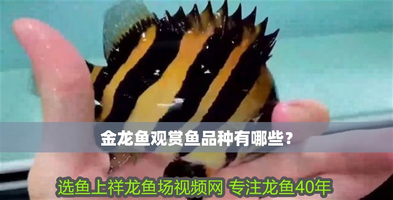 金龍魚(yú)觀賞魚(yú)品種有哪些？