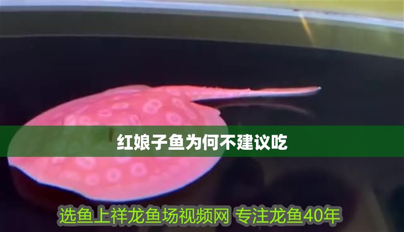 紅娘子魚為何不建議吃
