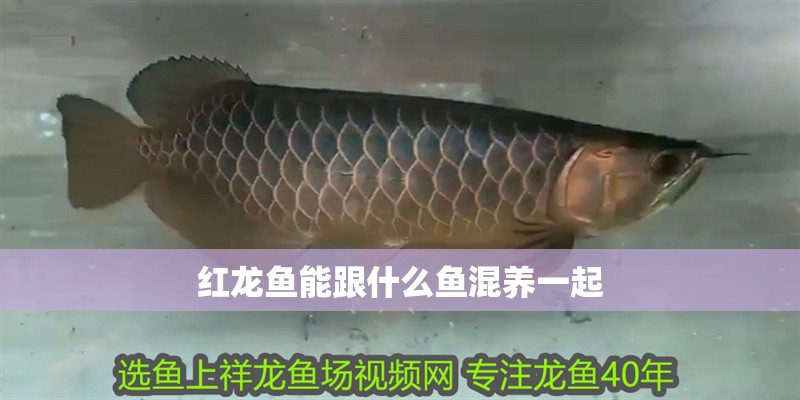 紅龍魚能跟什么魚混養一起