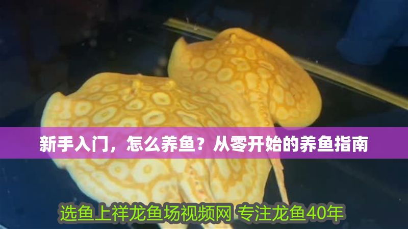 新手入門，怎么養(yǎng)魚？從零開始的養(yǎng)魚指南 新手入門，怎么養(yǎng)魚？從零開始的養(yǎng)魚指南 龍魚百科 第1張