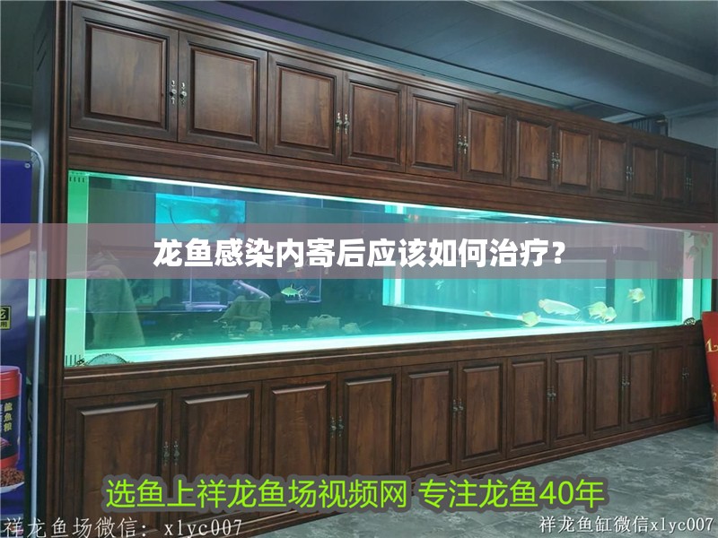 龍魚感染內(nèi)寄后應(yīng)該如何治療？