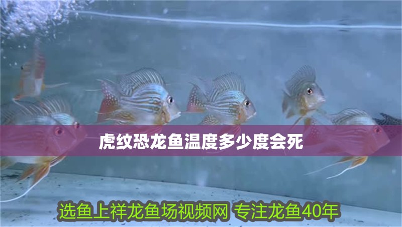 虎紋恐龍魚溫度多少度會(huì)死