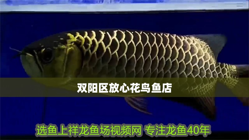 給大魚缸換水的作文:體驗給大魚缸換水的樂趣:體驗給大魚缸換水:給大魚缸換水的作文 雙陽區(qū)放心花鳥魚店 全國水族館企業(yè)名錄 雙陽區(qū)放心花鳥魚店 雙陽區(qū)放心花鳥魚店 全國水族館企業(yè)名錄