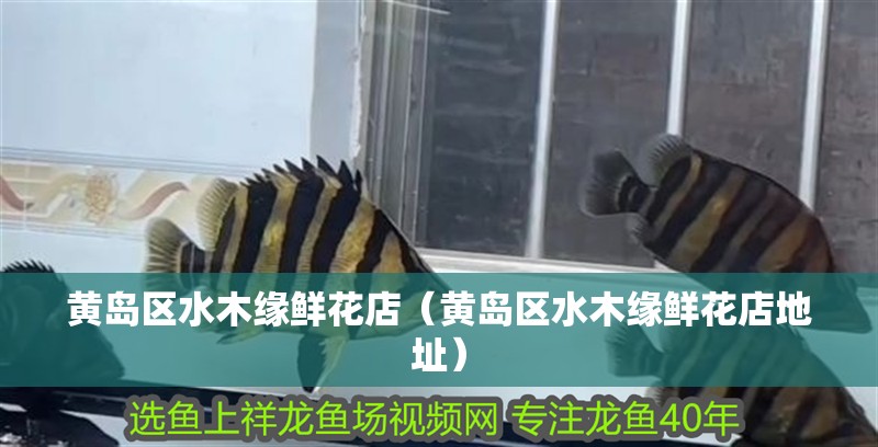 黃島區(qū)水木緣鮮花店（黃島區(qū)水木緣鮮花店地址）