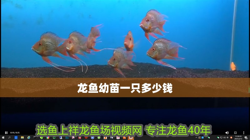 龍魚幼苗一只多少錢 龍魚幼苗一只多少錢 龍魚論壇