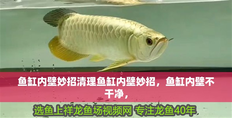 魚缸內壁妙招清理魚缸內壁妙招，魚缸內壁不干凈， 魚缸內壁妙招清理魚缸內壁妙招，魚缸內壁不干凈， 魚缸百科