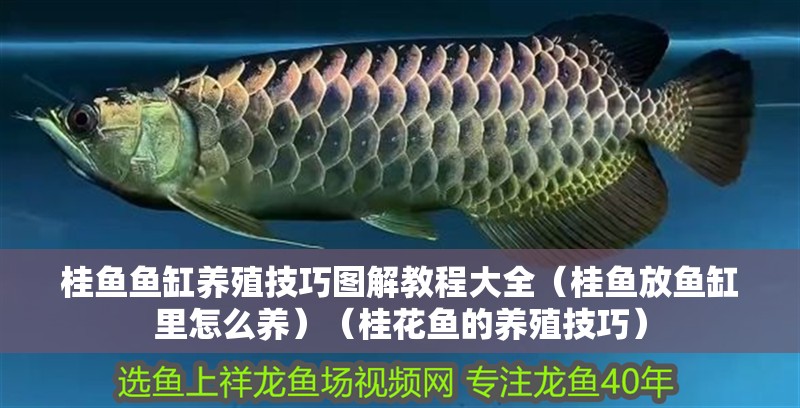 桂魚(yú)魚(yú)缸養(yǎng)殖技巧圖解教程大全（桂魚(yú)放魚(yú)缸里怎么養(yǎng)）（桂花魚(yú)的養(yǎng)殖技巧） 桂魚(yú)魚(yú)缸養(yǎng)殖技巧圖解教程大全（桂魚(yú)放魚(yú)缸里怎么養(yǎng)）（桂花魚(yú)的養(yǎng)殖技巧） 魚(yú)缸百科