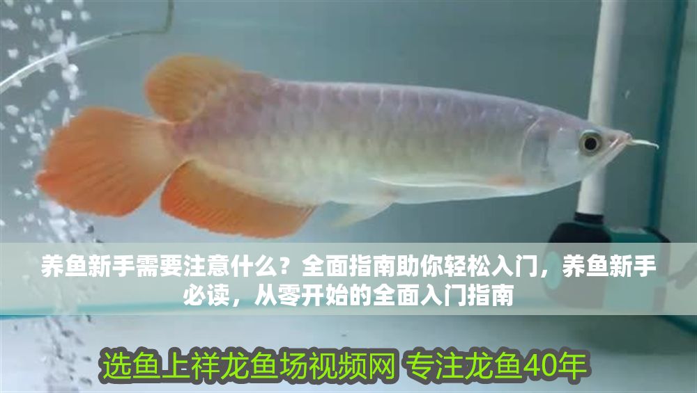 養魚新手需要注意什么？全面指南助你輕松入門，養魚新手必讀，從零開始的全面入門指南
