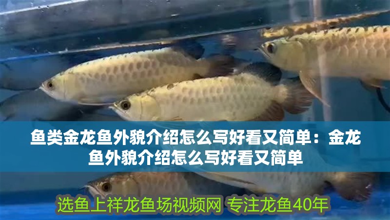 魚缸過濾器選購指南:自制魚缸過濾器魚缸上置過濾器對于養(yǎng)魚愛好者的必備知識 魚類金龍魚外貌介紹怎么寫好看又簡單:金龍魚外貌介紹怎么寫好看又簡單 龍魚百科 魚類金龍魚外貌介紹怎么寫好看又簡單:金龍魚外貌介紹怎么寫好看又簡單 魚類金龍魚外貌介紹怎么寫好看又簡單:金龍魚外貌介紹怎么寫好看又簡單 龍魚百科