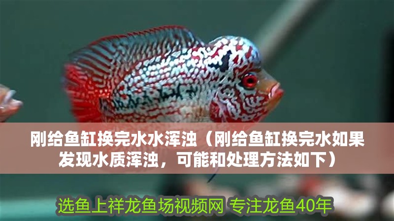 剛給魚缸換完水水渾濁（剛給魚缸換完水如果發現水質渾濁，可能和處理方法如下）