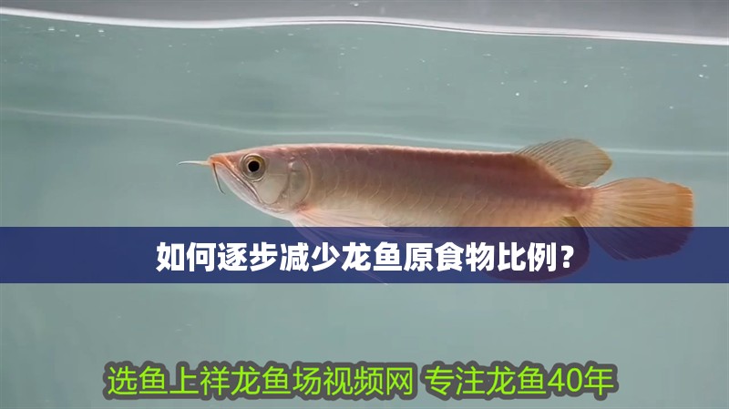 如何逐步減少龍魚原食物比例？