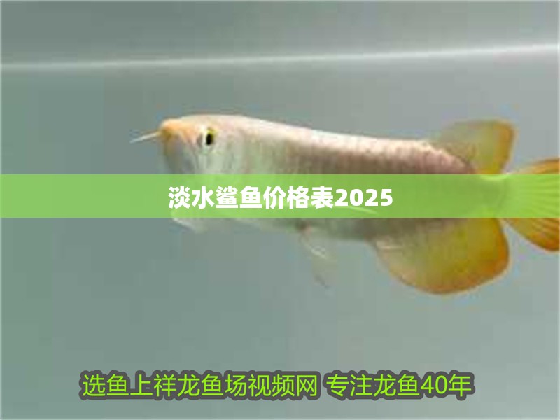 淡水鯊魚價格表2025