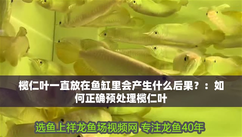 欖仁葉一直放在魚缸里會產(chǎn)生什么后果？：如何正確預(yù)處理欖仁葉 欖仁葉一直放在魚缸里會產(chǎn)生什么后果？：如何正確預(yù)處理欖仁葉 魚缸百科