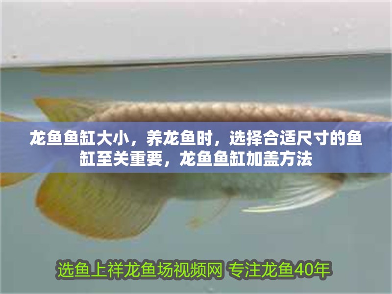 龍魚魚缸大小,養龍魚時,選擇合適尺寸的魚缸至關重要,龍魚魚缸加蓋方法