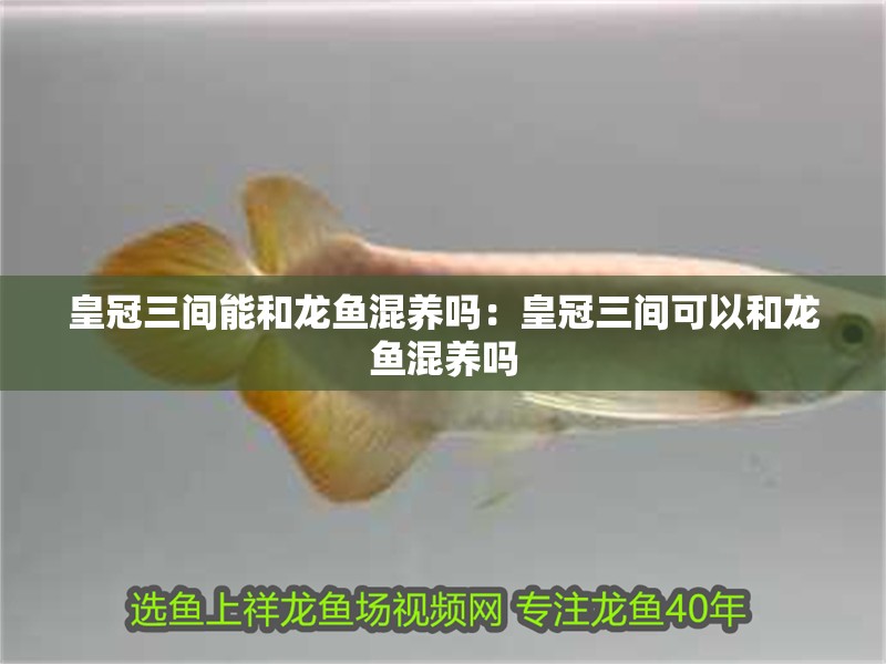 皇冠三間能和龍魚混養嗎：皇冠三間可以和龍魚混養嗎