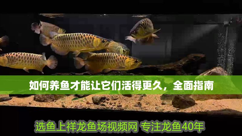 如何養魚才能讓它們活得更久，全面指南