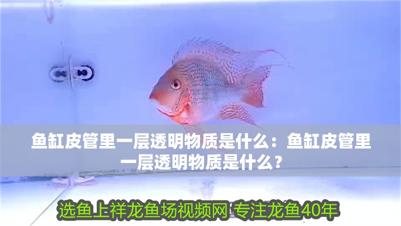魚缸皮管里一層透明物質是什么：魚缸皮管里一層透明物質是什么？