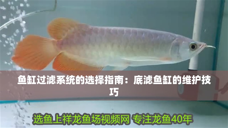 魚(yú)缸過(guò)濾系統(tǒng)的選擇指南：底濾魚(yú)缸的維護(hù)技巧