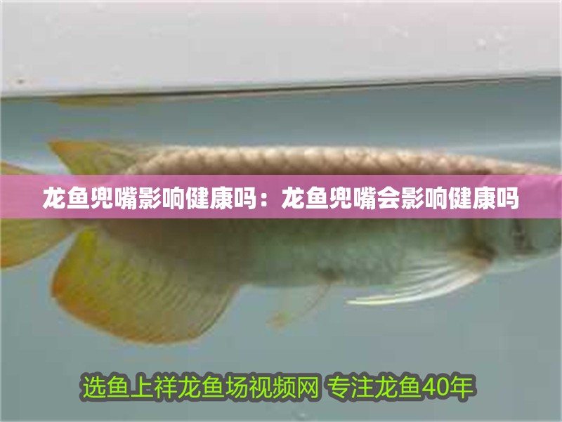 龍魚兜嘴影響健康嗎：龍魚兜嘴會影響健康嗎