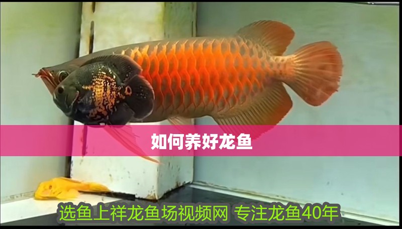 如何養好龍魚