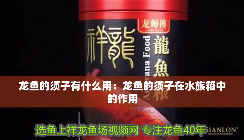 龍魚的須子有什么用：龍魚的須子在水族箱中的作用