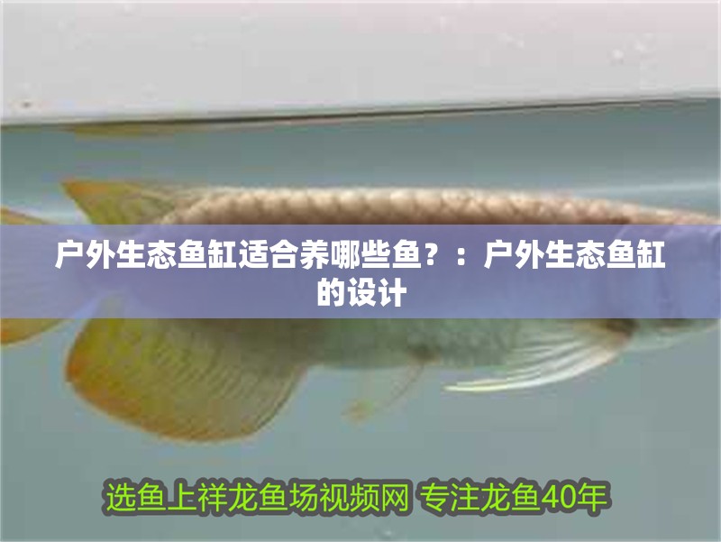 戶外生態魚缸適合養哪些魚？：戶外生態魚缸的設計 戶外生態魚缸適合養哪些魚？：戶外生態魚缸的設計 魚缸百科