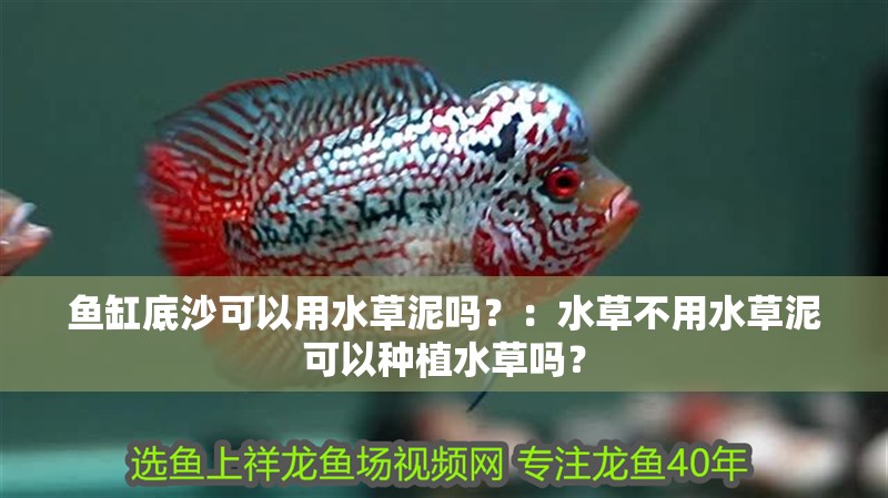 魚缸底沙可以用水草泥嗎？：水草不用水草泥可以種植水草嗎？
