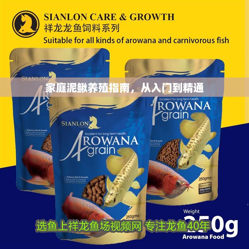 家庭泥鰍養殖指南，從入門到精通 家庭泥鰍養殖指南，從入門到精通 龍魚百科 第1張