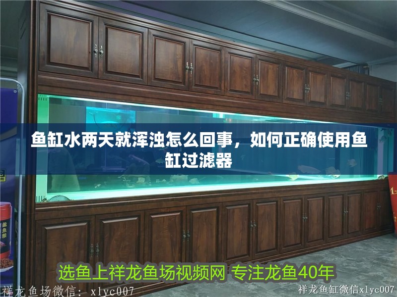 魚缸水兩天就渾濁怎么回事，如何正確使用魚缸過濾器 魚缸水兩天就渾濁怎么回事，如何正確使用魚缸過濾器 魚缸百科