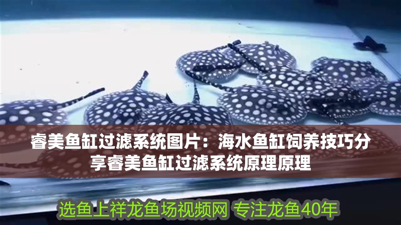 睿美魚缸過濾系統圖片：海水魚缸飼養技巧分享睿美魚缸過濾系統原理原理